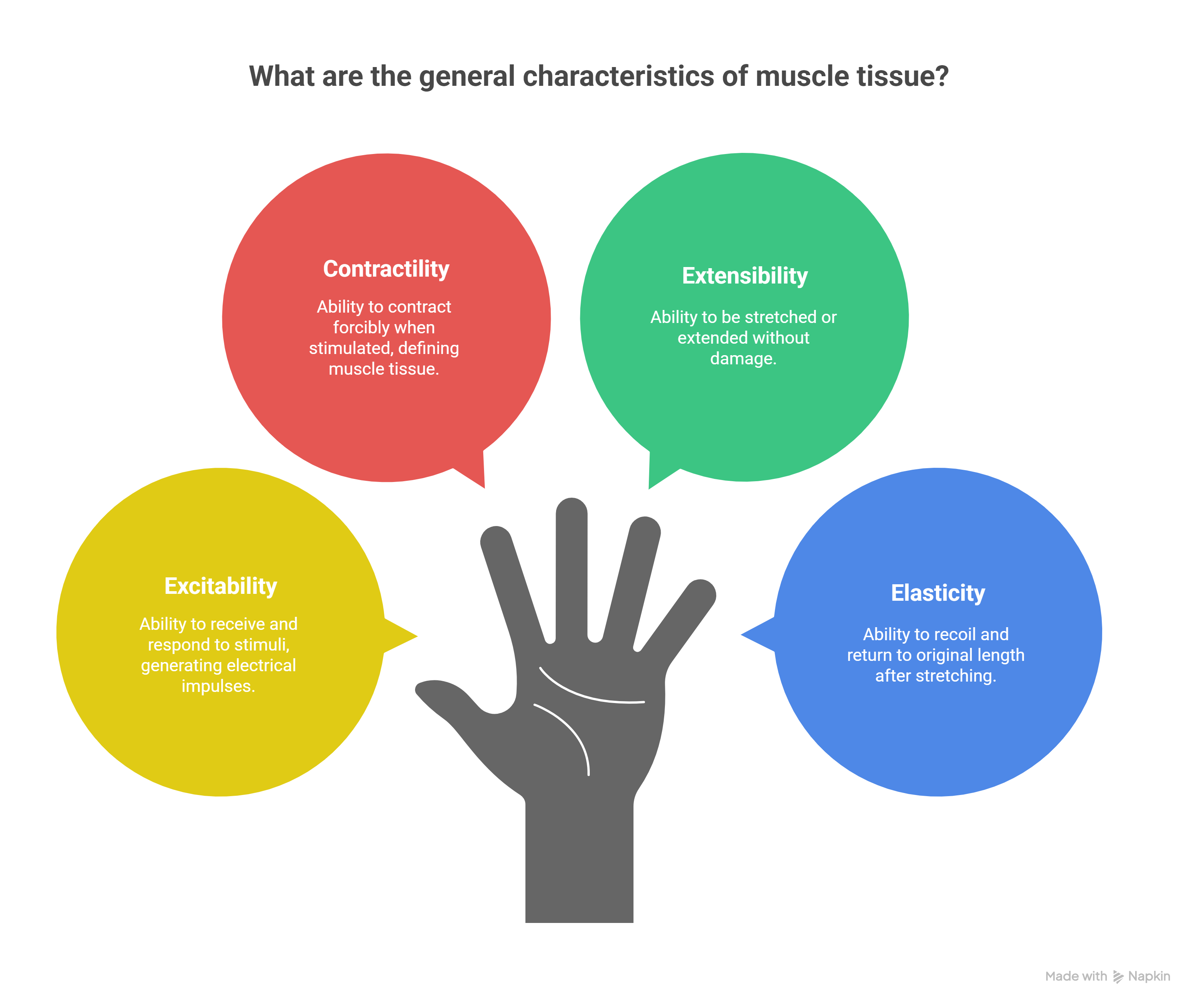 Characteristics of Muscle Tissue